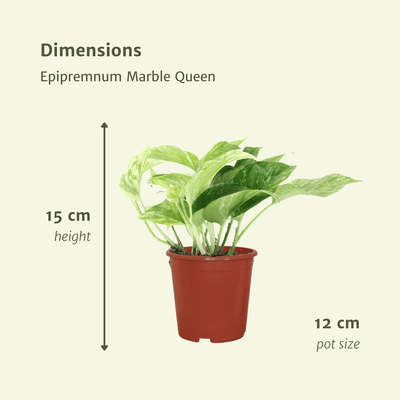 Epipremnum Marble Queen 4er-Set Topf Ø12cm
