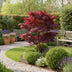 Acer palmatum Atropurpureum - Lila Zierahorn für Ihr Zuhause Bild 5