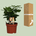 Coffea Arabica Coffee Plant in a Pot – Your Green Indulgence for the Home Bild 4