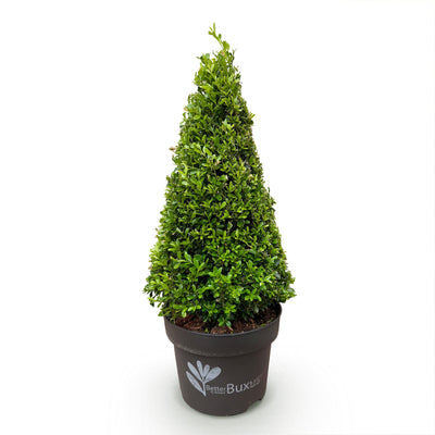 GreenboutiQ - Boxwood Pyramid - BetterBuxus Skylight - Resistant to Boxwood Blight - 1 Plant - Pot 23cm Height 60-70cm