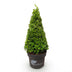 GreenboutiQ Buchsbaum Pyramide - Krankheitsresistenter Buxus 60-70cm Bild 2