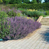 24x Nepeta 'Six Hills Giant' Staude, 10-25cm, Ø9cm Bild 6