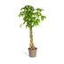 Pachira Aquatica Ø30cm - ↕160 - 180cm Bild 1