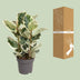 Ficus Elastica Tineke Gummibaum, Ø27cm, ↕100cm, Mehrfarbig Bild 4