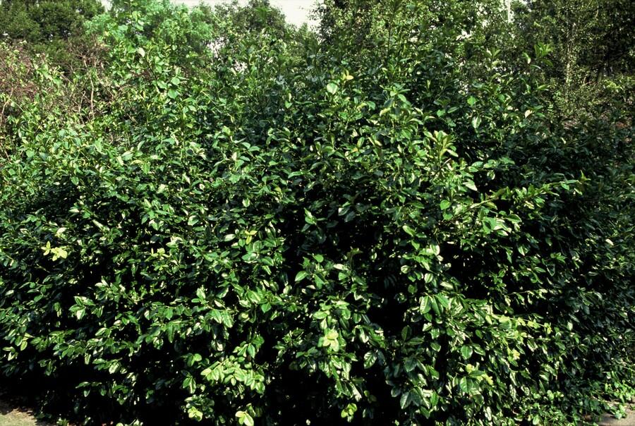 12x Euonymus 'Coloratus' - Bodendecker, winterhart, 10-25cm