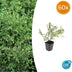 60x Symphoricarpos ch. 'Hancock' - ↕10-25cm - Ø9cm Bild 1