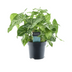 Syngonium Arrow Feel Green – Pflegeleichte Zimmerpflanze im 14cm Topf Bild 2