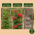 Trompetenblume (Campsis radicans) - Orange-Rot, Kletterpflanze, Ø9cm Bild 4