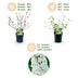 Buddleja davidii 'White Profusion' - Schmetterlingsflieder, 3 Pflanzen, Topf 17cm Bild 4