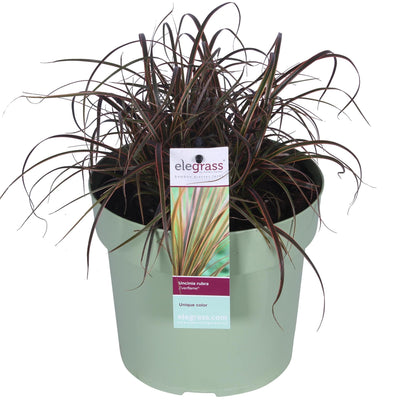 Uncinia rubra Everflame (Rote Segge) - Ø19cm, ↕40cm