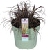 Uncinia rubra Everflame (Rote Segge) - Ø19cm, ↕40cm Bild 1