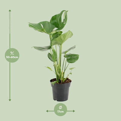 Monstera Deliciosa - Schweizer Käse Pflanze - Ø17cm - ↕60cm
