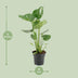 Monstera Deliciosa - Schweizer Käse Pflanze - Ø17cm - ↕60cm Bild 2