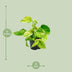 Epipremnum Marble Queen: Easy-care Houseplant with Marbling Bild 2