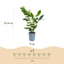 Green boutiQ - 24x Prunus laur. Caucasica - Lorbeer-Kirsche - Heckenpflanzen - Immergrün - Grün - Topf 9cm - Höhe 25-35cm Bild 4