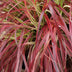 GreenboutiQ Uncinia rubra Everflame - Rotes Ziergras, winterhart, Topf 17cm Bild 6