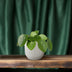 Pilea Peperomioides: Pancake Plant, Easy Care & Air Purifying Bild 3