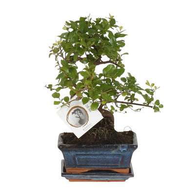 Bonsai 'Sageretia' S-Form Ø15cm - ↕15cm, pflegeleicht