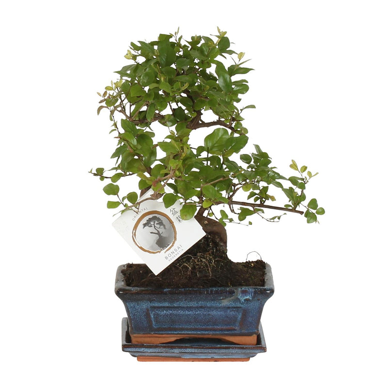 Bonsai 'Sageretia' S-Form Ø15cm - ↕15cm, pflegeleicht