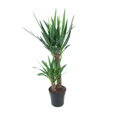 Yucca Elephantipes (Ø21cm, ↕100cm) - Stilvolle pflegeleichte Zimmerpflanze
