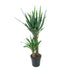 Yucca Elephantipes (Ø21cm, ↕100cm) - Stilvolle pflegeleichte Zimmerpflanze Bild 1