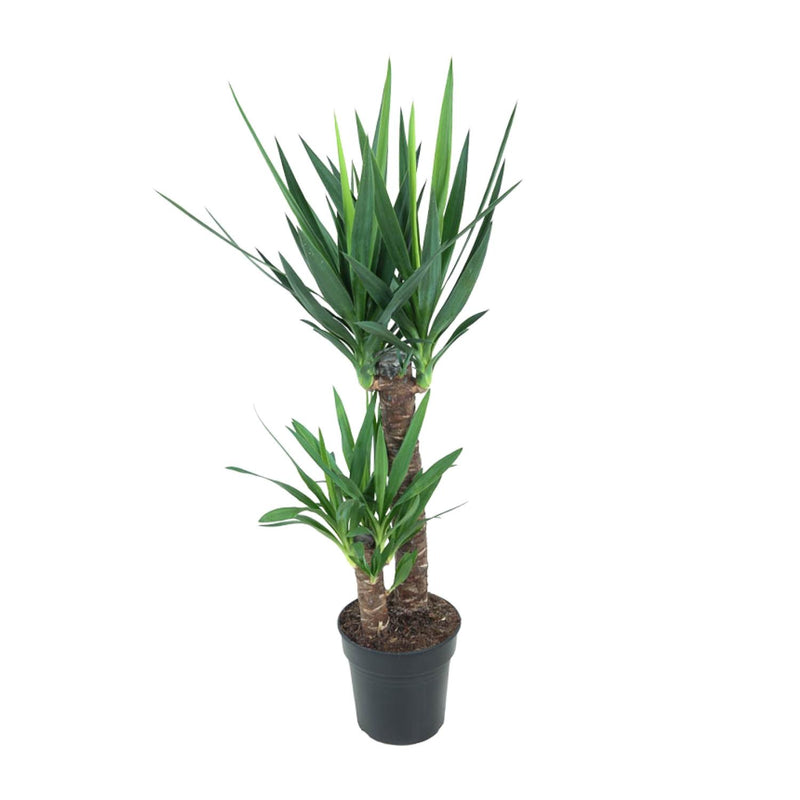 Yucca Elephantipes (Ø21cm, ↕100cm) - Stilvolle pflegeleichte Zimmerpflanze