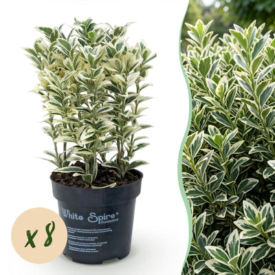 Green boutiQ - 8x Euonymus japonicus White Spire - Kardinalskappen - Heckenpflanzen - Immergrün - Weiß - Grün - Topf 9cm - Höhe 20-30cm