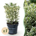 Green boutiQ - 8x Euonymus japonicus White Spire - Kardinalskappen - Heckenpflanzen - Immergrün - Weiß - Grün - Topf 9cm - Höhe 20-30cm Bild 1