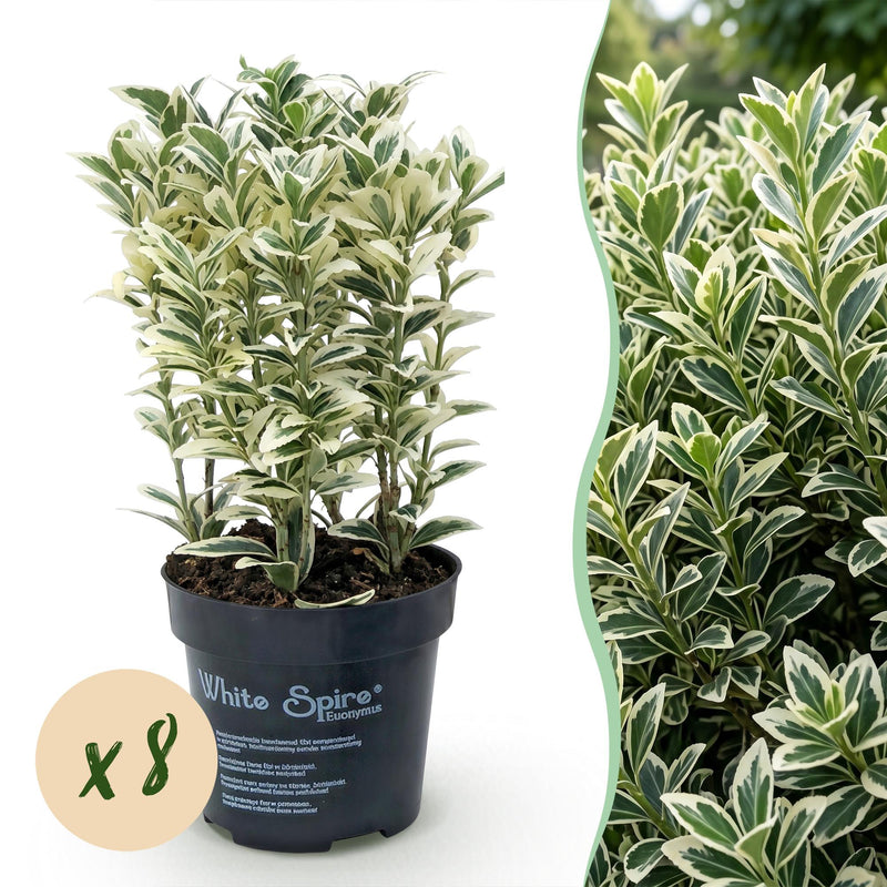 Green boutiQ - 8x Euonymus japonicus White Spire - Kardinalskappen - Heckenpflanzen - Immergrün - Weiß - Grün - Topf 9cm - Höhe 20-30cm