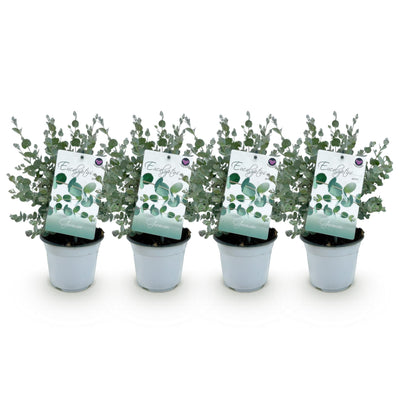 GreenboutiQ Eukalyptusbaum 'Gunnii' (4 Stk.) Winterhart, Topf 14cm