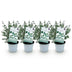 GreenboutiQ Eukalyptusbaum 'Gunnii' (4 Stk.) Winterhart, Topf 14cm Bild 2