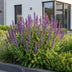 Green boutiQ - Perennial - Salvia nem. Sense Deepl Blue - Sage - Bee and Butterfly Attractors - Purple - 12 Plants - Pot 11cm - Height 15-25cm Bild 12