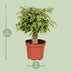 Ficus Benjamina Kinky – 12cm Topf, 28cm hoch Bild 2