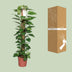 Epipremnum Pinnatum Mosstok 120cm: Üppige Zimmerpflanze für Ihr Zuhause Bild 5