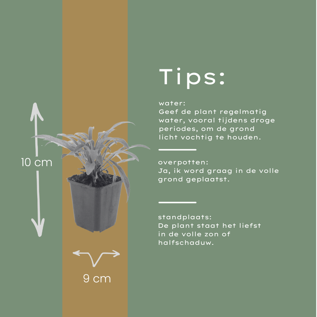 12x Campanula pers. 'Coerulea' - Glockenblume, 10-25cm, Ø9cm Topf
