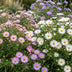 Green boutiQ - Perennial - Aster Tricolour - Sea Aster - Bee and Butterfly Attractors - Purple - Pink - White - 24 Plants - Pot 11cm - Height 15-25cm Bild 5
