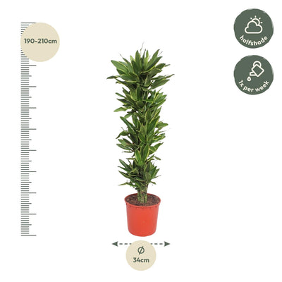 Dracaena Golden Coast – 200 cm – Ø34 – Eleganter Blickfang für Ihr Zuhause