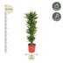 Dracaena Golden Coast – 200 cm – Ø34 – Elegant Eye-Catcher for Your Home Bild 2