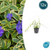 12x Vinca minor 'Blue and Gold' - ↕10-25cm - Ø9cm Bild 1