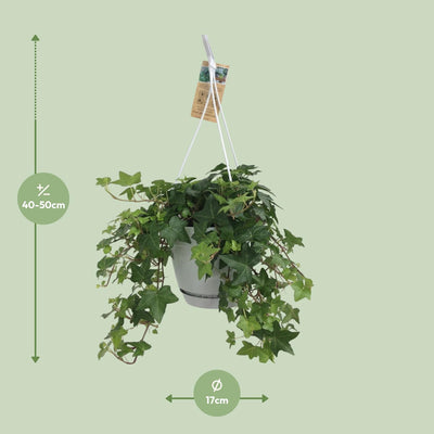 Efeu (Hedera Helix) im 17cm Topf, Grün - Perfekt für Innen & Außen