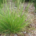 60x Ziergras 'Sesleria autumnalis' - 10-25cm - Ø9cm Topf Bild 6