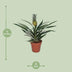 Exotic Pineapple Plant (Bromelia) – Tropical Flair for Your Home, 30cm Bild 2