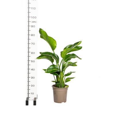 Strelitzia Nicolai Ø21cm - 90-110cm