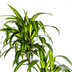 Dracaena Deremensis Hawaiian Sunshine, 170-190cm, Ø27cm Topf Bild 3