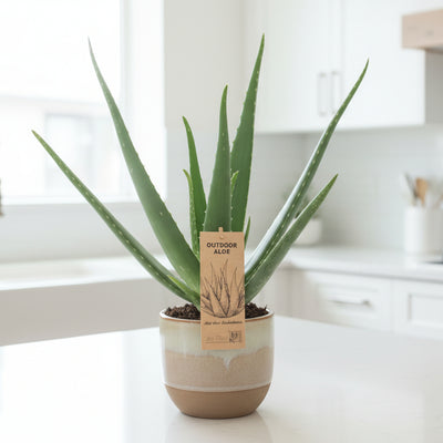 Aloe Vera P14 - Sukkulente mit Heilkräften, Ø14cm, ↕45cm