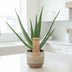 Aloe Vera P14 - Sukkulente mit Heilkräften, Ø14cm, ↕45cm Bild 2