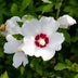 Hibiskus 'Red Heart' - Robuster Blütenstrauch für Ihren Garten Bild 4