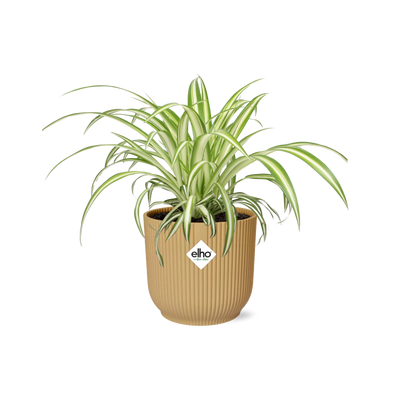 Chlorophytum Comosum Variegatum in Topf ELHO Vibes Fold 14cm gelb