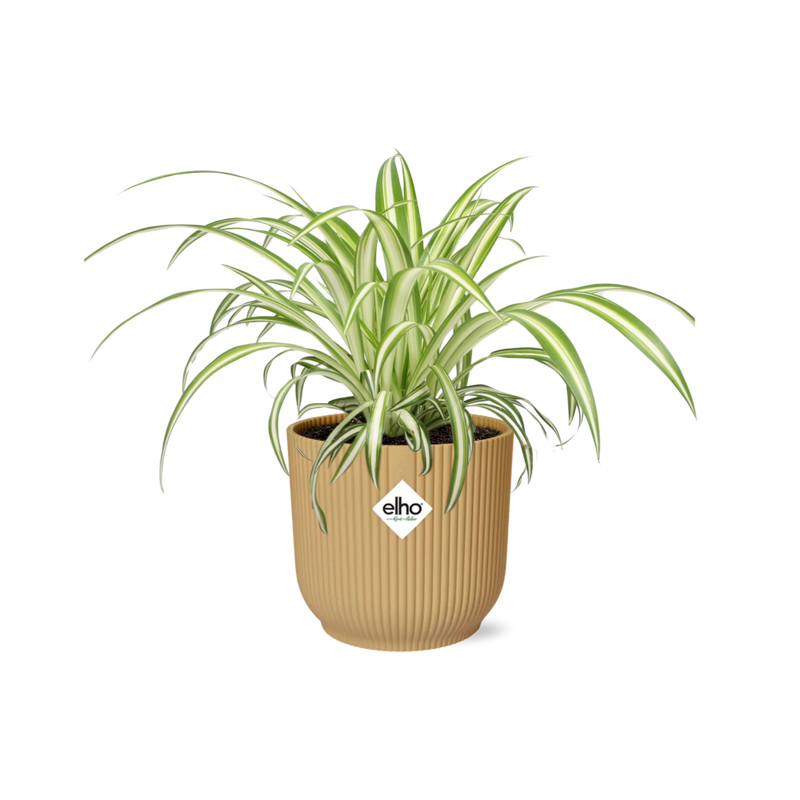 Chlorophytum Comosum Variegatum in Topf ELHO Vibes Fold 14cm gelb
