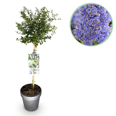 GreenboutiQ Ceanothus thyrsiflorus Repens Stamm-Pflanze, Lila Blüte